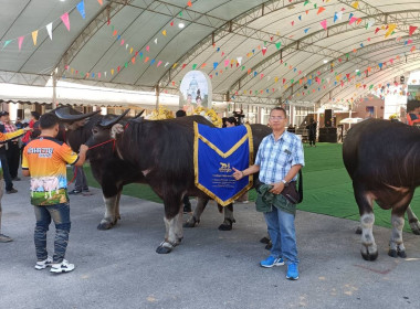 ร่วมพิธีเปิดงาน “มหกรรมประกวดควายงามเมืองเจียงฮาย ครั้งที่ ... พารามิเตอร์รูปภาพ 15
