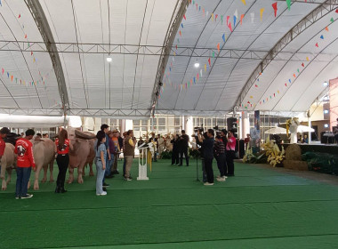 ร่วมพิธีเปิดงาน “มหกรรมประกวดควายงามเมืองเจียงฮาย ครั้งที่ ... พารามิเตอร์รูปภาพ 21