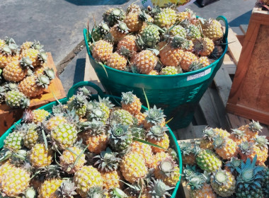 ร่วมงานพาณิชย์สัญจรในภูมิภาค ครั้งที่ 1/2568 ภาคเหนือ ... พารามิเตอร์รูปภาพ 3