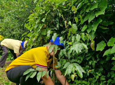 สหกรณ์จังหวัดเชียงรายเป็นประธานในพิธีเปิดโครงการอาสาสมัครสหกรณ์ กิจกรรมพัฒนาอาสาสมัครสหกรณ์ ... พารามิเตอร์รูปภาพ 28