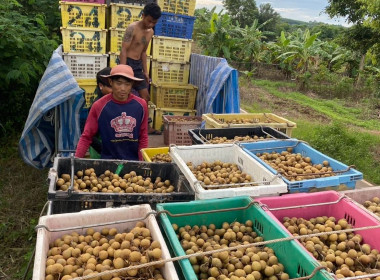 กลุ่มส่งเสริมและพัฒนาธุรกิจสหกรณ์ช่วยกระจายผลผลิตลำไยของเกษตรกรสมาชิก สู่ผู้บริโภค ... พารามิเตอร์รูปภาพ 3