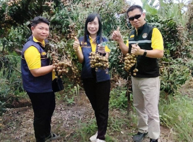 กลุ่มส่งเสริมและพัฒนาธุรกิจสหกรณ์ช่วยกระจายผลผลิตลำไยของเกษตรกรสมาชิก สู่ผู้บริโภค ... พารามิเตอร์รูปภาพ 5