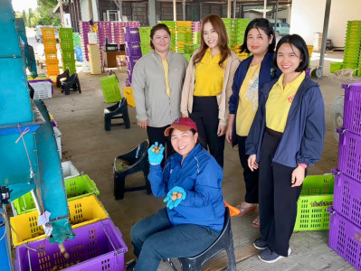 ติดตามธุรกิจรวบรวมผลผลิตลำไยของสหกรณ์การเกษตรแม่สรวย จำกัด พารามิเตอร์รูปภาพ 1