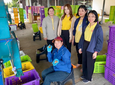 ติดตามธุรกิจรวบรวมผลผลิตลำไยของสหกรณ์การเกษตรแม่สรวย จำกัด พารามิเตอร์รูปภาพ 1