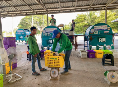 ติดตามธุรกิจรวบรวมผลผลิตลำไยของสหกรณ์การเกษตรแม่สรวย จำกัด พารามิเตอร์รูปภาพ 3
