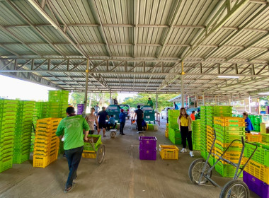 ติดตามธุรกิจรวบรวมผลผลิตลำไยของสหกรณ์การเกษตรแม่สรวย จำกัด พารามิเตอร์รูปภาพ 8