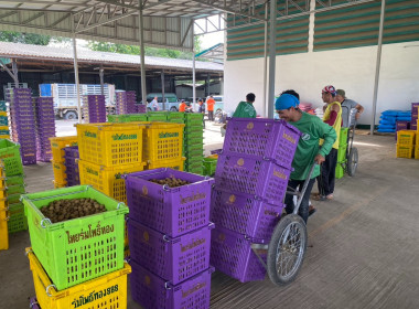 ติดตามธุรกิจรวบรวมผลผลิตลำไยของสหกรณ์การเกษตรแม่สรวย จำกัด พารามิเตอร์รูปภาพ 5