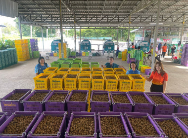 ติดตามธุรกิจรวบรวมผลผลิตลำไยของสหกรณ์การเกษตรแม่สรวย จำกัด พารามิเตอร์รูปภาพ 6