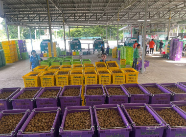 ติดตามธุรกิจรวบรวมผลผลิตลำไยของสหกรณ์การเกษตรแม่สรวย จำกัด พารามิเตอร์รูปภาพ 7