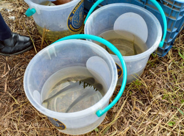 เข้าร่วมพิธีปล่อยพันธุ์สัตว์น้ำ ... พารามิเตอร์รูปภาพ 12