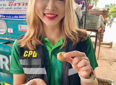 ติดตามธุรกิจรวบรวมผลผลิตลำไยของสหกรณ์การเกษตรแม่สรวย จำกัด พารามิเตอร์รูปภาพ 1