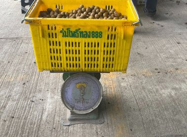 ติดตามธุรกิจรวบรวมผลผลิตลำไยของสหกรณ์การเกษตรแม่สรวย จำกัด พารามิเตอร์รูปภาพ 12