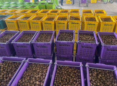 ติดตามธุรกิจรวบรวมผลผลิตลำไยของสหกรณ์การเกษตรแม่สรวย จำกัด พารามิเตอร์รูปภาพ 13