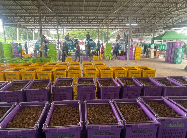 ติดตามธุรกิจรวบรวมผลผลิตลำไยของสหกรณ์การเกษตรแม่สรวย จำกัด พารามิเตอร์รูปภาพ 14