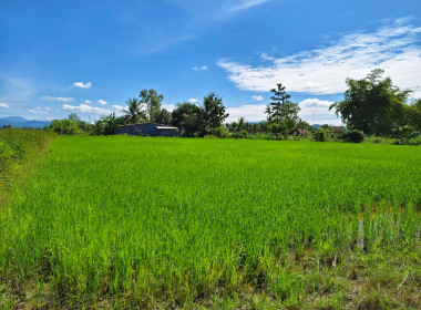 เข้าตรวจสอบ ติดตามผลการใช้เงินกู้เงินกองทุนสงเคราะห์เกษตรกร ... พารามิเตอร์รูปภาพ 12