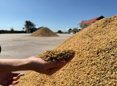 ติดตามการรวบรวมผลผลิตข้าวเปลือก ปี 2568/69 ... พารามิเตอร์รูปภาพ 10