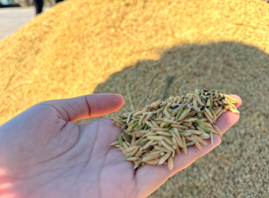 ติดตามการรวบรวมผลผลิตข้าวเปลือก ปี 2568/69 ... พารามิเตอร์รูปภาพ 11