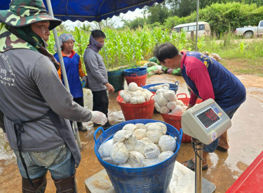 ติดตามการรวบรวมผลผลิตยางพารา ก้อนถ้วยสด ... พารามิเตอร์รูปภาพ 3