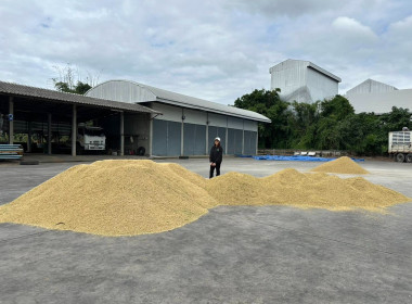 ติดตามการรวบรวมผลผลิตข้าวเปลือก ปี 2568/69 ... พารามิเตอร์รูปภาพ 11