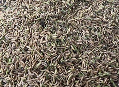 ลงพื้นที่ติดตามการดำเนินงาน โครงการจัดตลาดนัดข้าวเปลือก ... พารามิเตอร์รูปภาพ 11