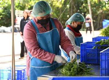 ร่วมลงพื้นที่ตรวจเยี่ยมติดตามผลการดำเนินงานของสหกรณ์ผักปลอดภัยภูทับเบิก จำกัด ... พารามิเตอร์รูปภาพ 8