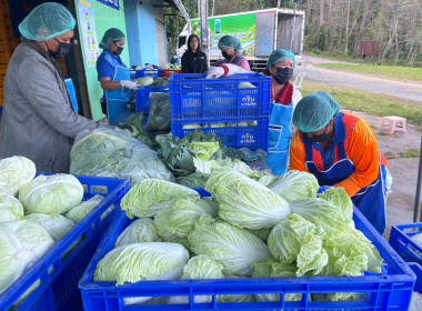 ร่วมลงพื้นที่ตรวจเยี่ยมติดตามผลการดำเนินงานของสหกรณ์ผักปลอดภัยภูทับเบิก จำกัด ... พารามิเตอร์รูปภาพ 13