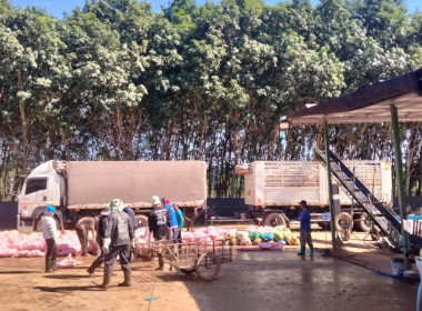 ติดตามธุรกิจรวบรวมผลผลิตยางพาราของกลุ่มเกษตรกรชาวสวนยางพาราตำบลสันสลี ... พารามิเตอร์รูปภาพ 4