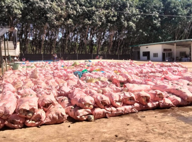 ติดตามธุรกิจรวบรวมผลผลิตยางพาราของกลุ่มเกษตรกรชาวสวนยางพาราตำบลสันสลี ... พารามิเตอร์รูปภาพ 9