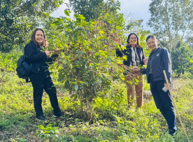 ติดตามผลการใช้เงินกู้กองทุนพัฒนาสหกรณ์และตรวจเยี่ยมสวนกาแฟและสวนแมคคาเดเมียของสมาชิกสหกรณ์การเกษตรเพื่อการตลาดลูกค้า ธ.ก.ส.เชียงราย จำกัด ... พารามิเตอร์รูปภาพ 5