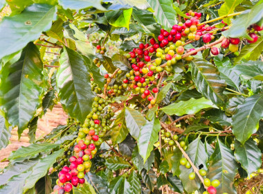 ติดตามผลการใช้เงินกู้กองทุนพัฒนาสหกรณ์และตรวจเยี่ยมสวนกาแฟและสวนแมคคาเดเมียของสมาชิกสหกรณ์การเกษตรเพื่อการตลาดลูกค้า ธ.ก.ส.เชียงราย จำกัด ... พารามิเตอร์รูปภาพ 6