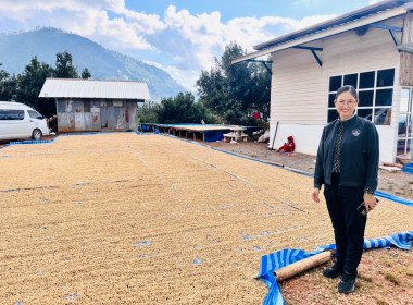 ติดตามผลการใช้เงินกู้กองทุนพัฒนาสหกรณ์และตรวจเยี่ยมสวนกาแฟและสวนแมคคาเดเมียของสมาชิกสหกรณ์การเกษตรเพื่อการตลาดลูกค้า ธ.ก.ส.เชียงราย จำกัด ... พารามิเตอร์รูปภาพ 9