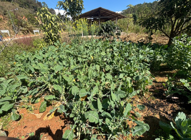 เข้าตรวจเยี่ยม ... พารามิเตอร์รูปภาพ 9