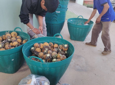 เข้าร่วมประชุมหาแนวทางแก้ไขปัญหาราคาสับปะรดภูแลตกต่ำในจังหวัดเชียงราย ... พารามิเตอร์รูปภาพ 3