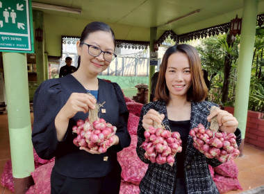 สำนักงานสหกรณ์จังหวัดเชียงรายร่วมกับขบวนการสหกรณ์ในจังหวัดเชียงราย กระจายผลผลิตหอมแดง เพื่อช่วยเหลือสมาชิกสหกรณ์ผู้ปลูกหอมแดง จังหวัดศรีสะเกษ ... พารามิเตอร์รูปภาพ 6