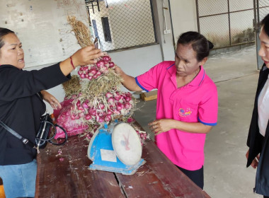ร่วมกระจายผลผลิตหอมแดงสดจากเกษตรกรจังหวัดศรีสะเกษ ... พารามิเตอร์รูปภาพ 2