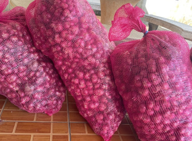 ร่วมกระจายผลผลิตหอมแดงสดจากเกษตรกรจังหวัดศรีสะเกษให้แก่สหกรณ์ในพื้นที่ ... พารามิเตอร์รูปภาพ 5