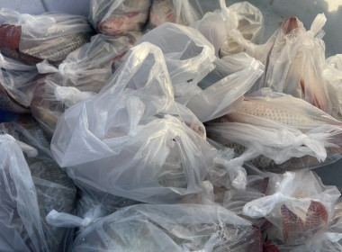 ช่วยเหลือสมาชิกสหกรณ์ แก้ปัญหาปลานิลล้นตลาด พารามิเตอร์รูปภาพ 5