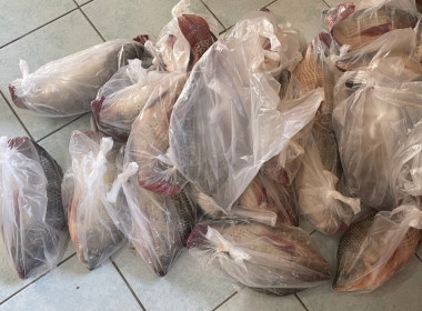 ช่วยเหลือสมาชิกสหกรณ์ แก้ปัญหาปลานิลล้นตลาด พารามิเตอร์รูปภาพ 6