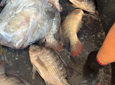 สหกรณ์จังหวัดเชียงรายกระจายปลานิลออกนอกพื้นที่ ... พารามิเตอร์รูปภาพ 7