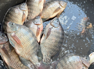 สหกรณ์จังหวัดเชียงรายกระจายปลานิลออกนอกพื้นที่ ... พารามิเตอร์รูปภาพ 10