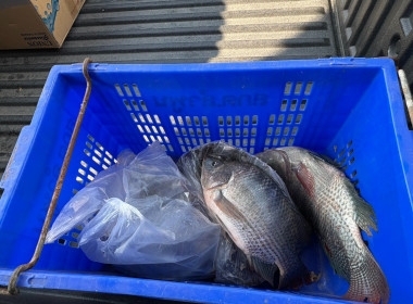 สหกรณ์จังหวัดเชียงรายกระจายปลานิลออกนอกพื้นที่ ... พารามิเตอร์รูปภาพ 12