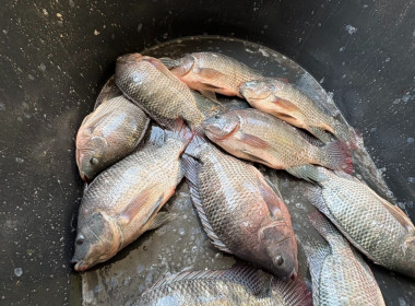 สหกรณ์จังหวัดเชียงรายกระจายปลานิลออกนอกพื้นที่ ... พารามิเตอร์รูปภาพ 18