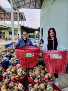 สำนักงานสหกรณ์จังหวัดเชียงรายกระจายผลผลิตสับปะรดภูแลออกนอกพื้นที่การผลิต ... พารามิเตอร์รูปภาพ 1