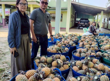 สำนักงานสหกรณ์จังหวัดเชียงรายกระจายผลผลิตสับปะรดภูแลออกนอกพื้นที่การผลิต ... พารามิเตอร์รูปภาพ 1