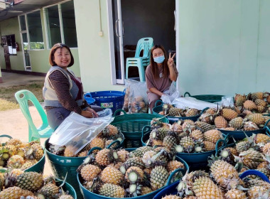 สำนักงานสหกรณ์จังหวัดเชียงรายกระจายผลผลิตสับปะรดภูแลออกนอกพื้นที่การผลิต ... พารามิเตอร์รูปภาพ 5