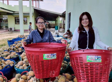 สำนักงานสหกรณ์จังหวัดเชียงรายกระจายผลผลิตสับปะรดภูแลออกนอกพื้นที่การผลิต ... พารามิเตอร์รูปภาพ 2
