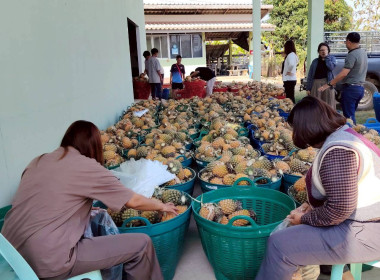 สำนักงานสหกรณ์จังหวัดเชียงรายกระจายผลผลิตสับปะรดภูแลออกนอกพื้นที่การผลิต ... พารามิเตอร์รูปภาพ 7