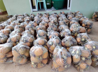 สำนักงานสหกรณ์จังหวัดเชียงรายกระจายผลผลิตสับปะรดภูแลออกนอกพื้นที่การผลิต ... พารามิเตอร์รูปภาพ 3