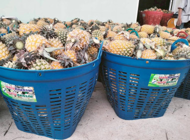 สำนักงานสหกรณ์จังหวัดเชียงรายกระจายผลผลิตสับปะรดภูแลออกนอกพื้นที่การผลิต ... พารามิเตอร์รูปภาพ 4