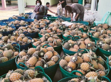 สำนักงานสหกรณ์จังหวัดเชียงรายกระจายผลผลิตสับปะรดภูแลออกนอกพื้นที่การผลิต ... พารามิเตอร์รูปภาพ 8